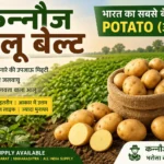 potato premium quality